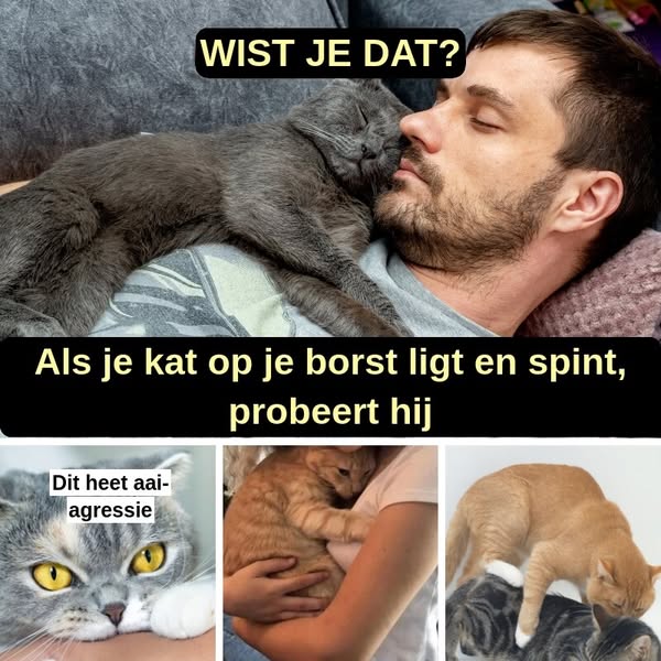 Verklaringen voor veelvoorkomend kattengedrag